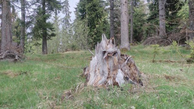 Zlatarski četinari